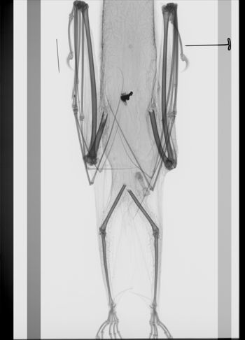 Media type: image; Mammalogy 35226   Description: Xray of skin.;